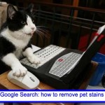 [VIDEO] Does Pro Clean clean pet stains?